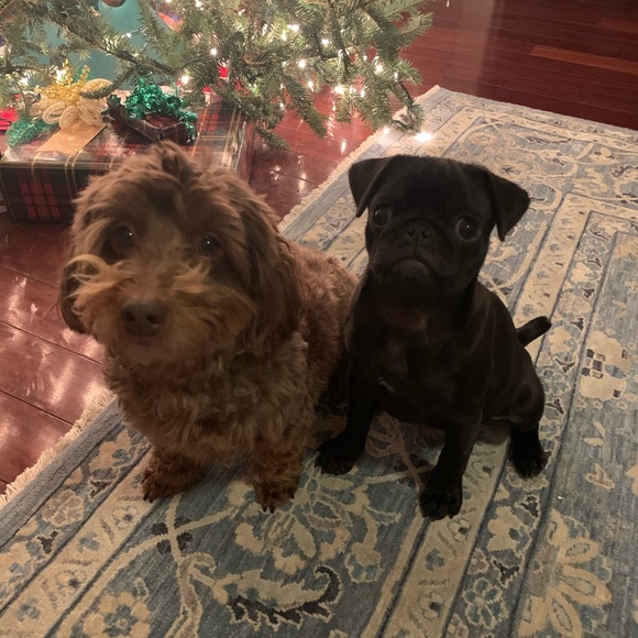 Meet your Posher, Jessie - Picture 4 of 4